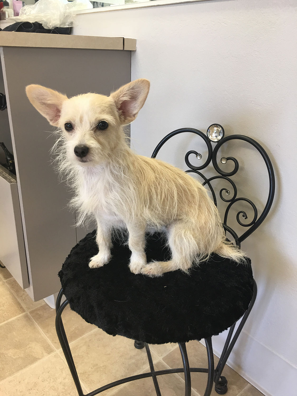 Pic of the Litter: Elsa